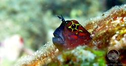 Oman Scuba Diving Holiday. Luxury Oman Aggressor Liveaboard. Marine Life.